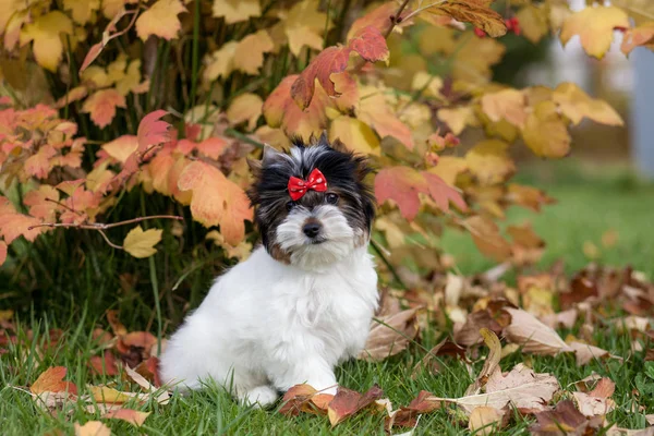 Hermoso Perrito Bíewer Terrier —  Fotos de Stock