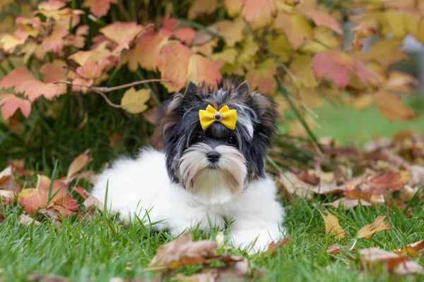 Belo Cachorro Biewer Terrier — Fotografia de Stock