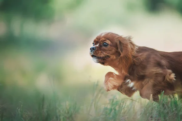 Rey Caballero Charles Spaniel — Foto de Stock