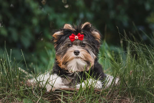 Hermoso Bíewer Terrier Cachorro —  Fotos de Stock