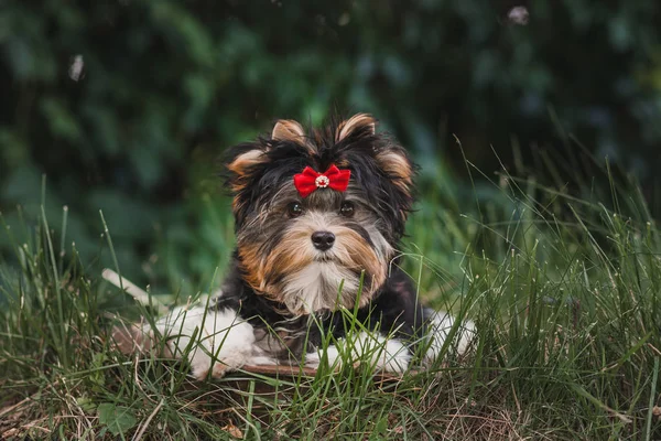 美しいBiewer Terrier子犬 — ストック写真