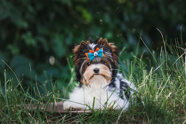 Gyönyörű Biewer Terrier Kiskutya — Stock Fotó