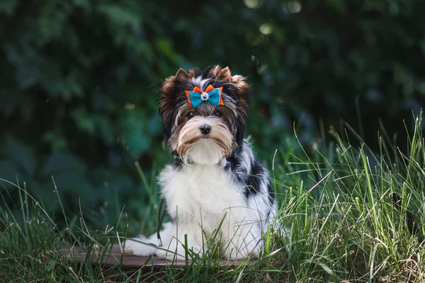 Schöner Biewer Terrier Welpe — Stockfoto