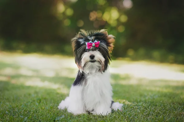 Gyönyörű Biewer Terrier Kiskutya — Stock Fotó