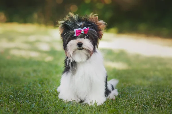 Hermoso Bíewer Terrier Cachorro —  Fotos de Stock