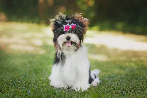 Gyönyörű Biewer Terrier Kiskutya — Stock Fotó