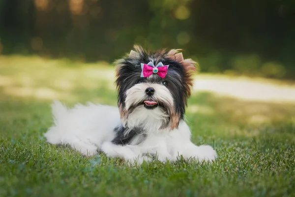 Bella Biewer Terrier Cucciolo — Foto Stock
