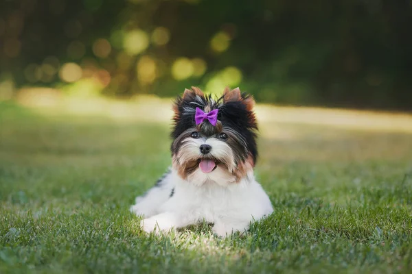 Hermoso Bíewer Terrier Cachorro —  Fotos de Stock