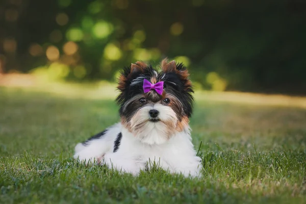 Belle Chiot Biewer Terrier — Photo