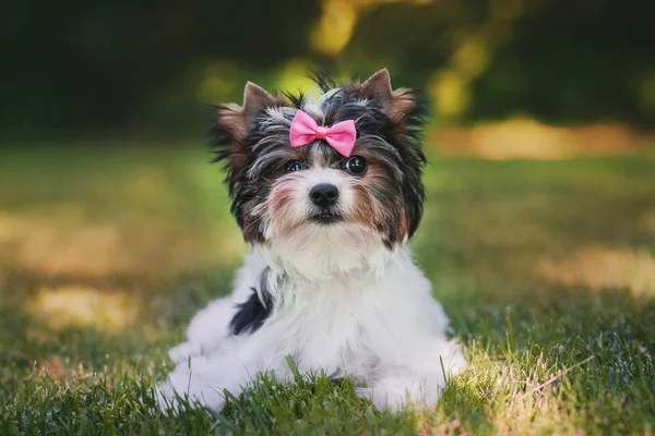 Hermoso Bíewer Terrier Cachorro — Foto de Stock