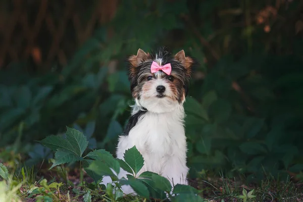 Hermoso Bíewer Terrier Cachorro — Foto de Stock