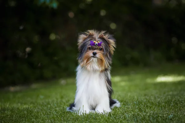 Hermoso Bíewer Terrier Cachorro —  Fotos de Stock