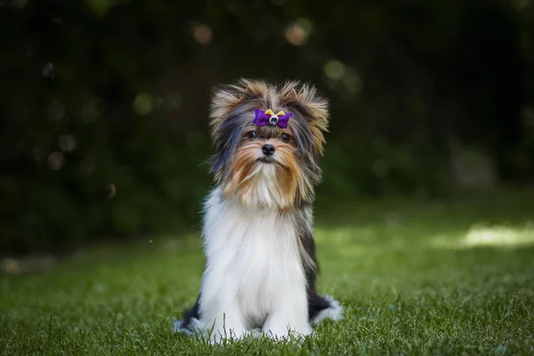 Piękny Szczeniak Biewer Terrier — Zdjęcie stockowe