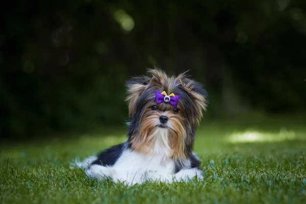 美しいBiewer Terrier子犬 — ストック写真