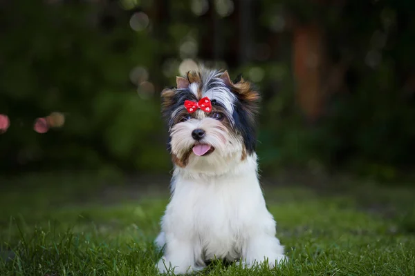 Bonito Cachorro Biewer Terrier — Fotografia de Stock