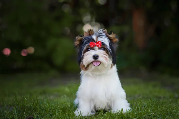 美しいBiewer Terrier子犬 — ストック写真
