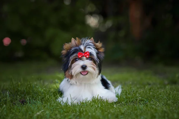 Bonito Cachorro Biewer Terrier — Fotografia de Stock