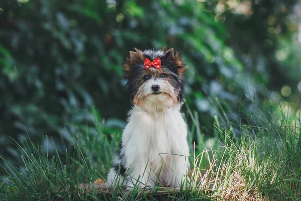Beautiful Biewer Terrier Puppy — Stock Photo, Image