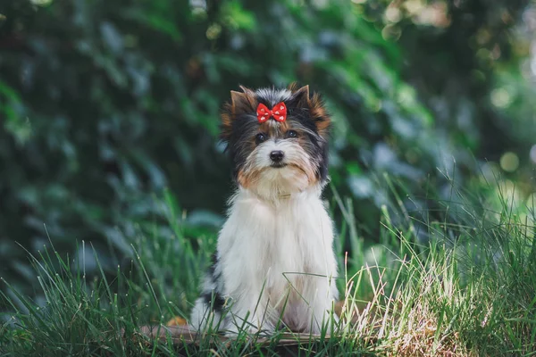 Gyönyörű Biewer Terrier Kiskutya — Stock Fotó