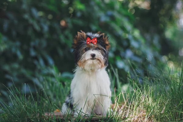 Hermoso Bíewer Terrier Cachorro —  Fotos de Stock