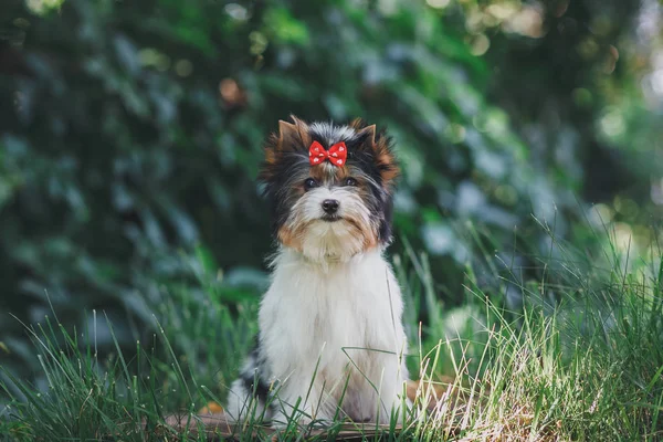 Schöner Biewer Terrier Welpe — Stockfoto