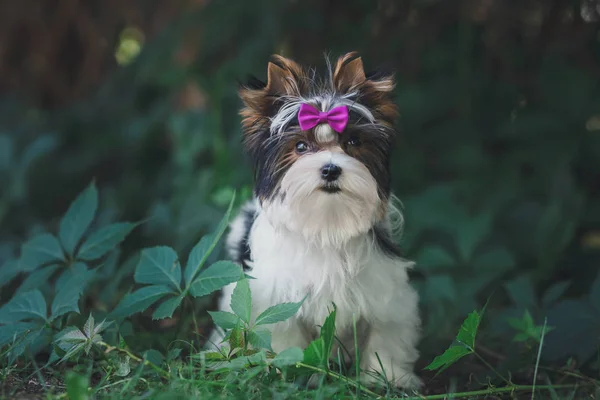 Piękny Szczeniak Biewer Terrier — Zdjęcie stockowe