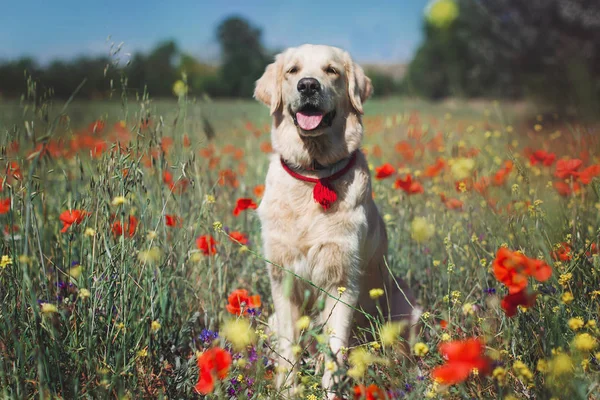 Schöner Hund Golden Retriever — Stockfoto