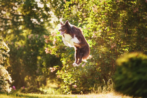 Dorosły Pies Rasy Border Collie — Zdjęcie stockowe