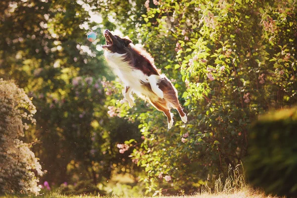 Dorosły Pies Rasy Border Collie — Zdjęcie stockowe