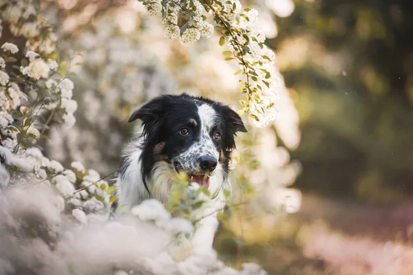 Erwachsener Hund Border Collie — Stockfoto