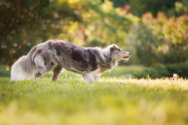 大人の犬ボーダーコリー — ストック写真
