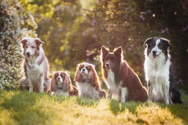 Kavalierkönig Charles Spaniel Und Border Collie — Stockfoto