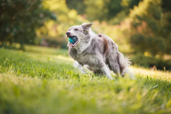 Adulto Perro Frontera Collie — Foto de Stock