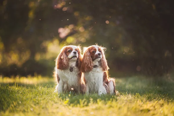 Cavaleiro Rei Charles Spaniel — Fotografia de Stock