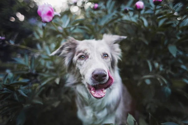 Adulto Cão Fronteira Collie — Fotografia de Stock