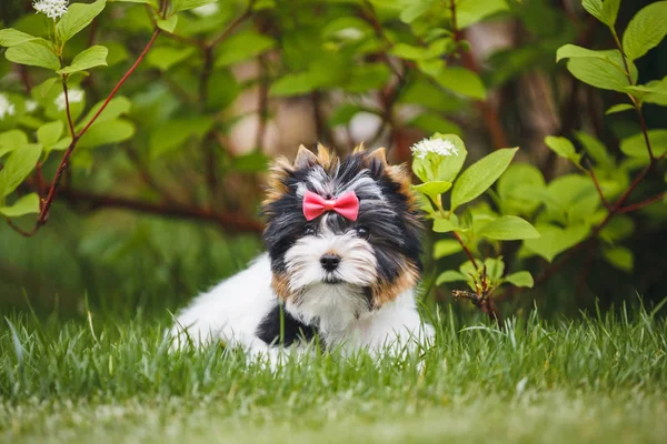 Schöner Biewer Terrier Welpe — Stockfoto