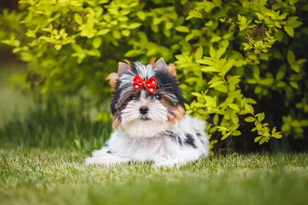 Hermoso Bíewer Terrier Cachorro — Foto de Stock