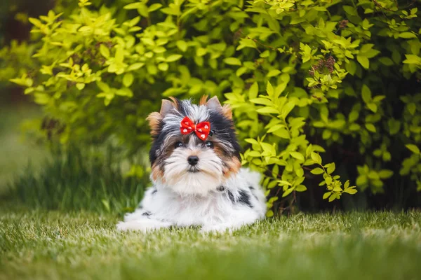 漂亮的小猎犬 — 图库照片