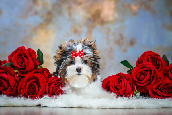 Schöner Welpe Biewer Terrier — Stockfoto