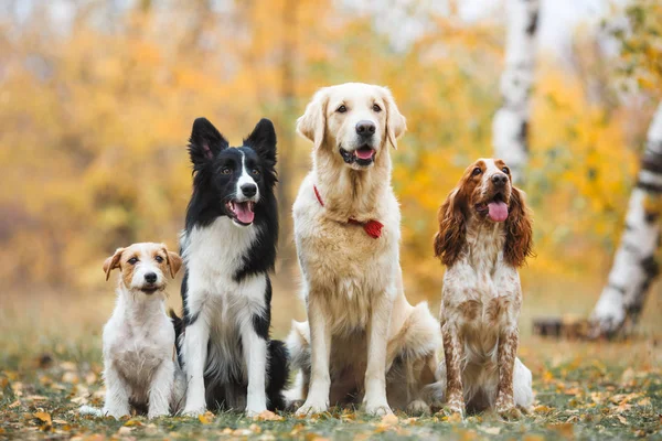 Border Collie Golden Retriever Russian Hunting Spaniel Jack Russell Terrier — Stock Photo, Image