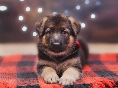 küçük çoban yavru köpek