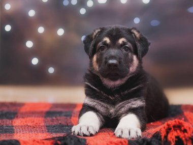 küçük çoban yavru köpek