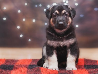 küçük çoban yavru köpek