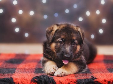 küçük çoban yavru köpek