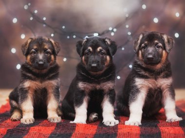 küçük çoban yavru köpek