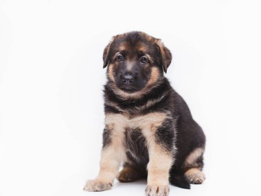 küçük çoban yavru köpek