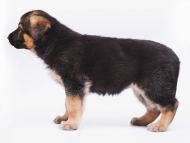 küçük çoban yavru köpek