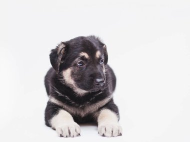 küçük çoban yavru köpek