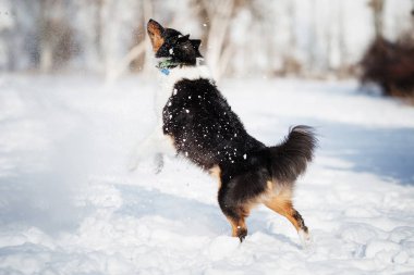 köpek yavrusu köpek doğurmak kenar kömür ocağı