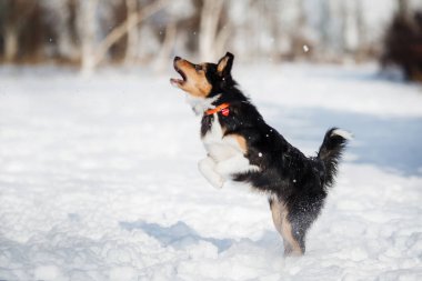 köpek yavrusu köpek doğurmak kenar kömür ocağı
